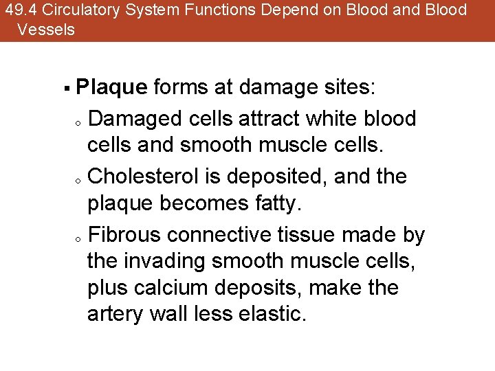 49. 4 Circulatory System Functions Depend on Blood and Blood Vessels § Plaque forms