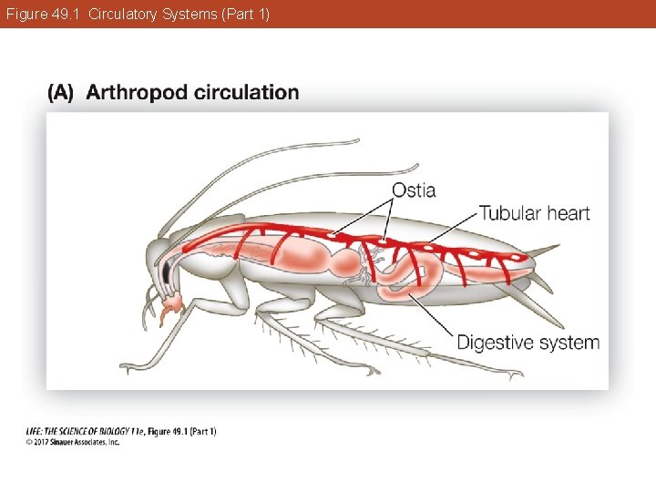 Figure 49. 1 Circulatory Systems (Part 1) 