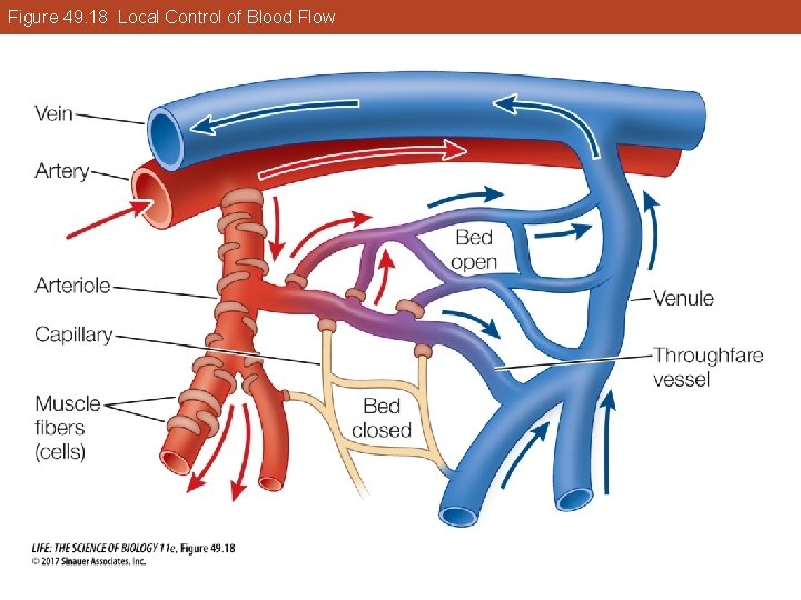 Figure 49. 18 Local Control of Blood Flow 