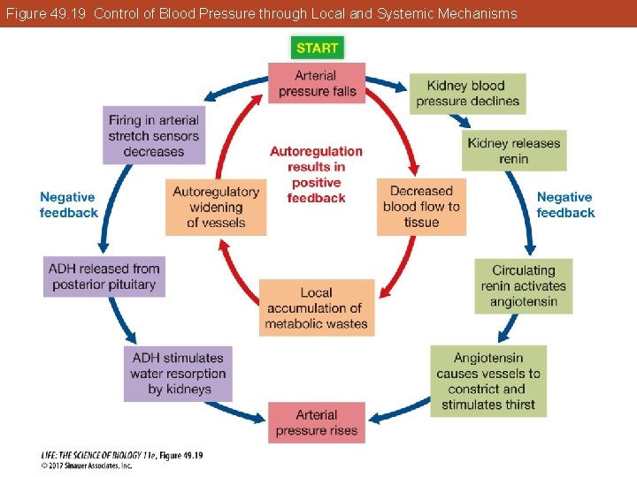 Figure 49. 19 Control of Blood Pressure through Local and Systemic Mechanisms 
