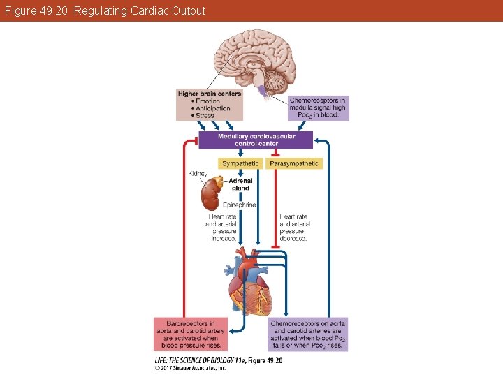 Figure 49. 20 Regulating Cardiac Output 