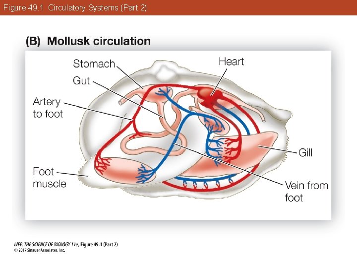Figure 49. 1 Circulatory Systems (Part 2) 
