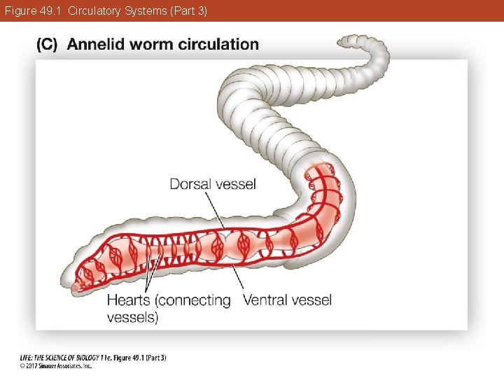 Figure 49. 1 Circulatory Systems (Part 3) 