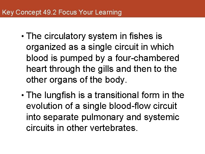 Key Concept 49. 2 Focus Your Learning • The circulatory system in fishes is