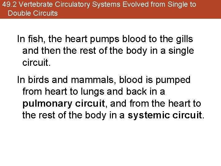 49. 2 Vertebrate Circulatory Systems Evolved from Single to Double Circuits In fish, the