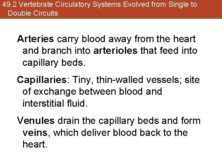 49. 2 Vertebrate Circulatory Systems Evolved from Single to Double Circuits Arteries carry blood