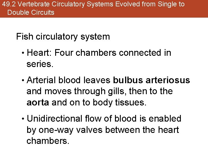 49. 2 Vertebrate Circulatory Systems Evolved from Single to Double Circuits Fish circulatory system
