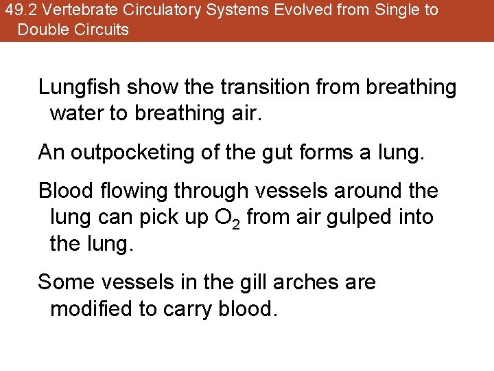 49. 2 Vertebrate Circulatory Systems Evolved from Single to Double Circuits Lungfish show the