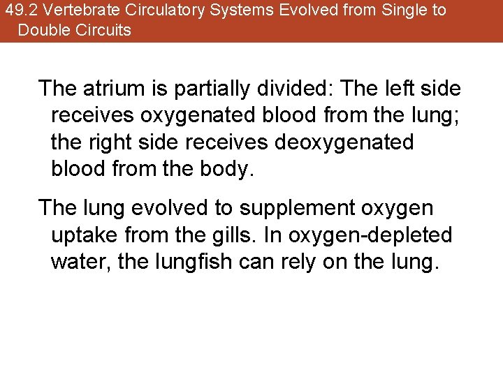 49. 2 Vertebrate Circulatory Systems Evolved from Single to Double Circuits The atrium is
