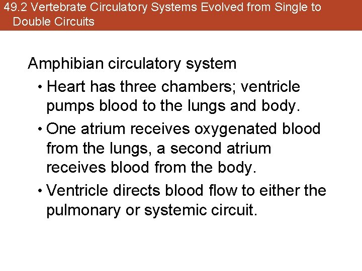 49. 2 Vertebrate Circulatory Systems Evolved from Single to Double Circuits Amphibian circulatory system