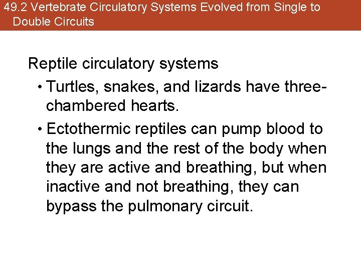 49. 2 Vertebrate Circulatory Systems Evolved from Single to Double Circuits Reptile circulatory systems