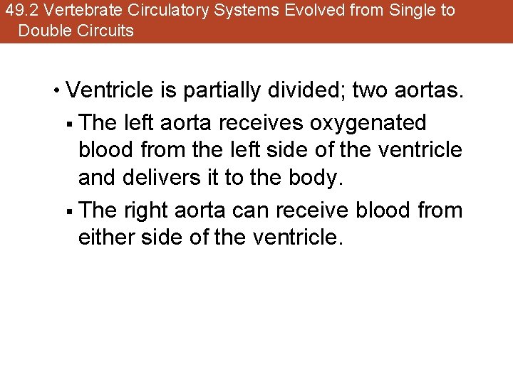 49. 2 Vertebrate Circulatory Systems Evolved from Single to Double Circuits • Ventricle is