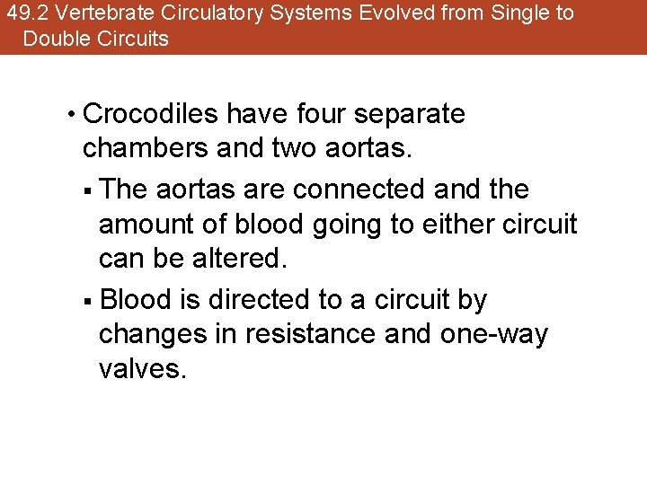 49. 2 Vertebrate Circulatory Systems Evolved from Single to Double Circuits • Crocodiles have