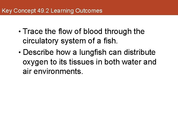 Key Concept 49. 2 Learning Outcomes • Trace the flow of blood through the