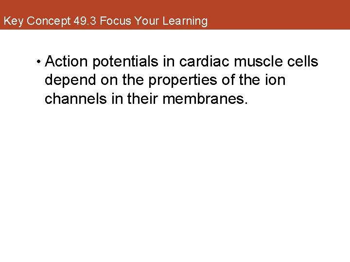 Key Concept 49. 3 Focus Your Learning • Action potentials in cardiac muscle cells