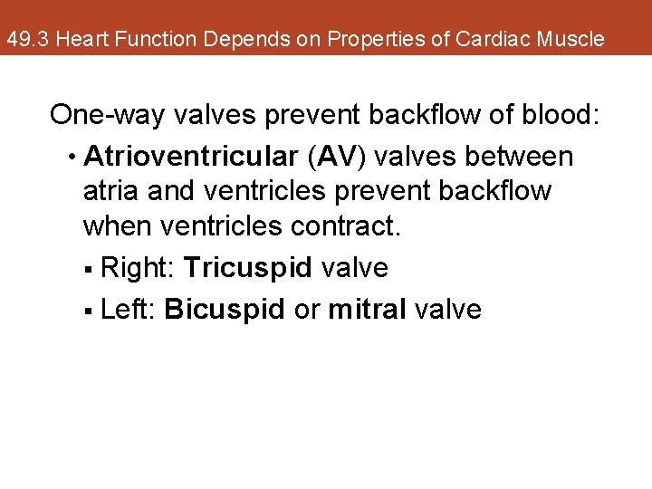 49. 3 Heart Function Depends on Properties of Cardiac Muscle One-way valves prevent backflow
