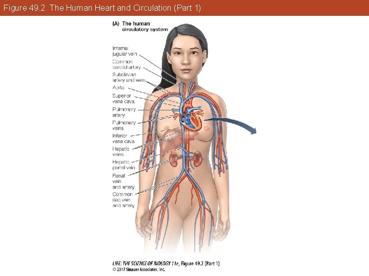 Figure 49. 2 The Human Heart and Circulation (Part 1) 