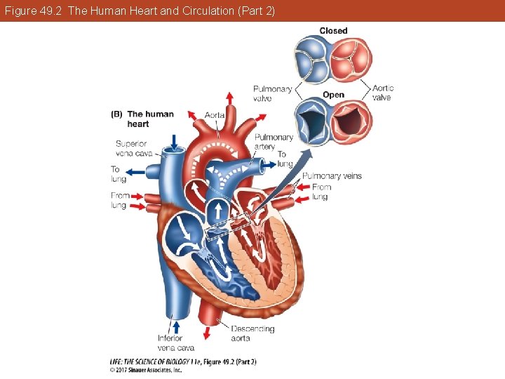 Figure 49. 2 The Human Heart and Circulation (Part 2) 