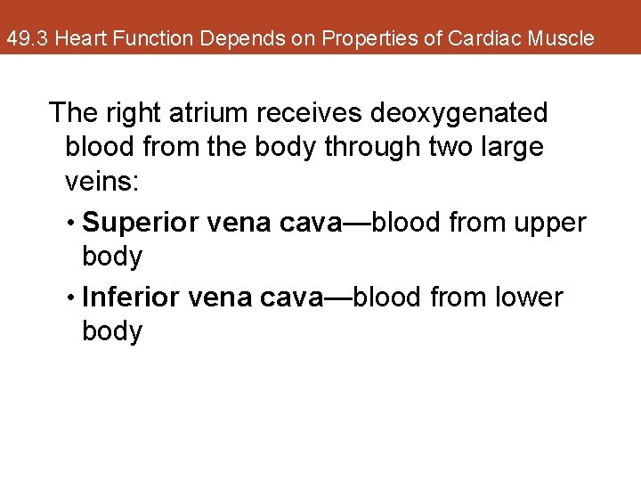 49. 3 Heart Function Depends on Properties of Cardiac Muscle The right atrium receives