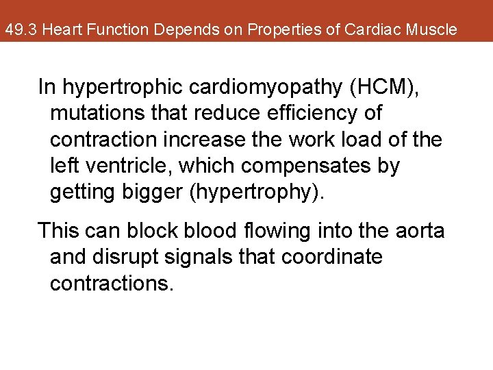 49. 3 Heart Function Depends on Properties of Cardiac Muscle In hypertrophic cardiomyopathy (HCM),