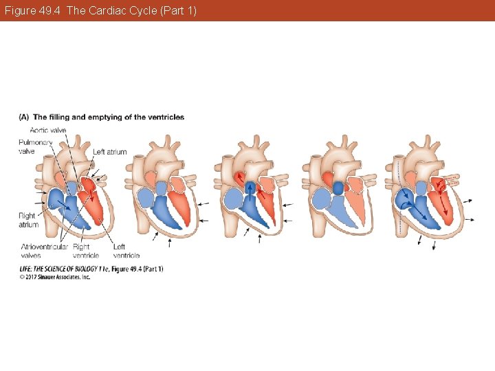 Figure 49. 4 The Cardiac Cycle (Part 1) 