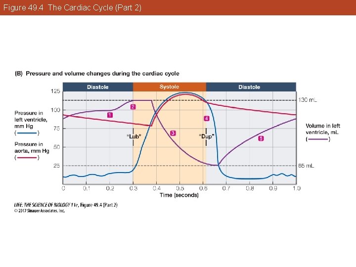 Figure 49. 4 The Cardiac Cycle (Part 2) 