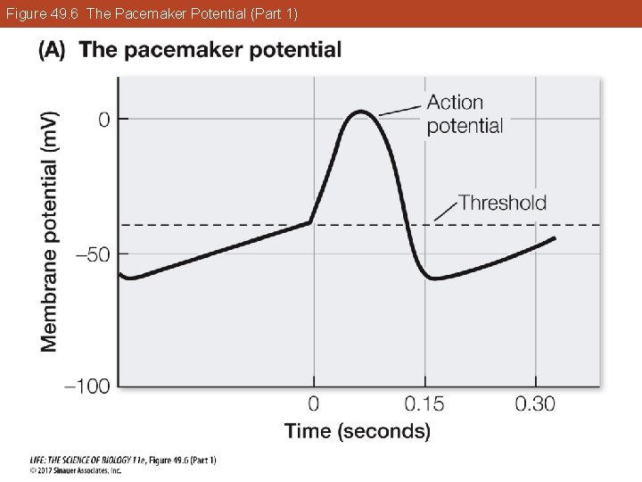 Figure 49. 6 The Pacemaker Potential (Part 1) 