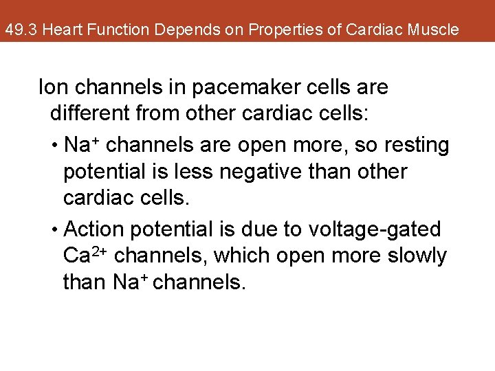 49. 3 Heart Function Depends on Properties of Cardiac Muscle Ion channels in pacemaker