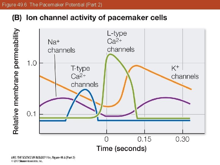 Figure 49. 6 The Pacemaker Potential (Part 2) 