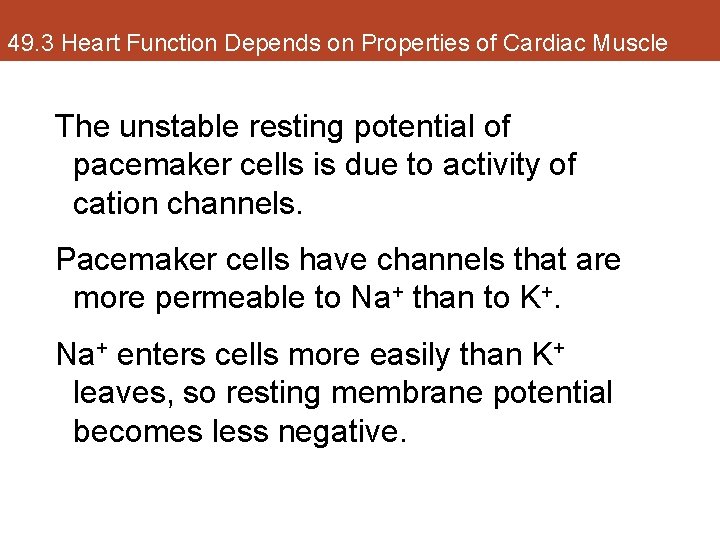 49. 3 Heart Function Depends on Properties of Cardiac Muscle The unstable resting potential