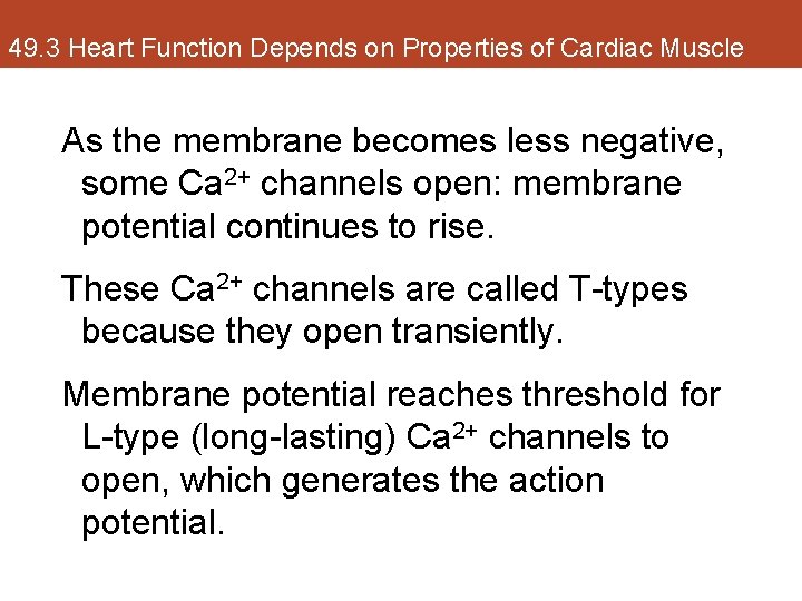 49. 3 Heart Function Depends on Properties of Cardiac Muscle As the membrane becomes