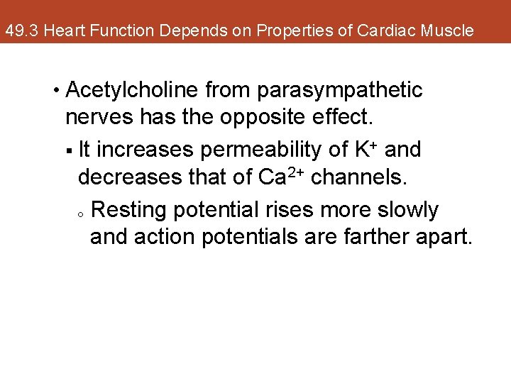 49. 3 Heart Function Depends on Properties of Cardiac Muscle • Acetylcholine from parasympathetic