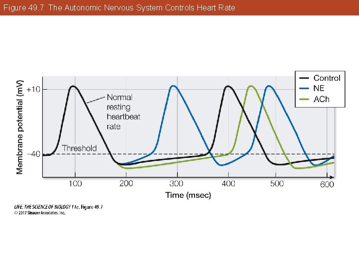 Figure 49. 7 The Autonomic Nervous System Controls Heart Rate 