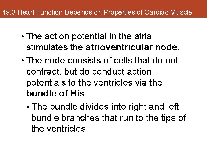 49. 3 Heart Function Depends on Properties of Cardiac Muscle • The action potential