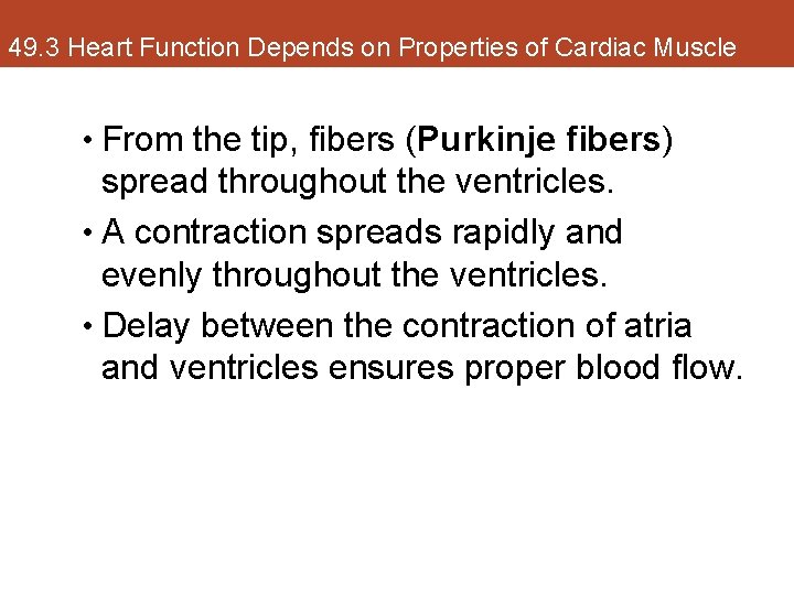 49. 3 Heart Function Depends on Properties of Cardiac Muscle • From the tip,
