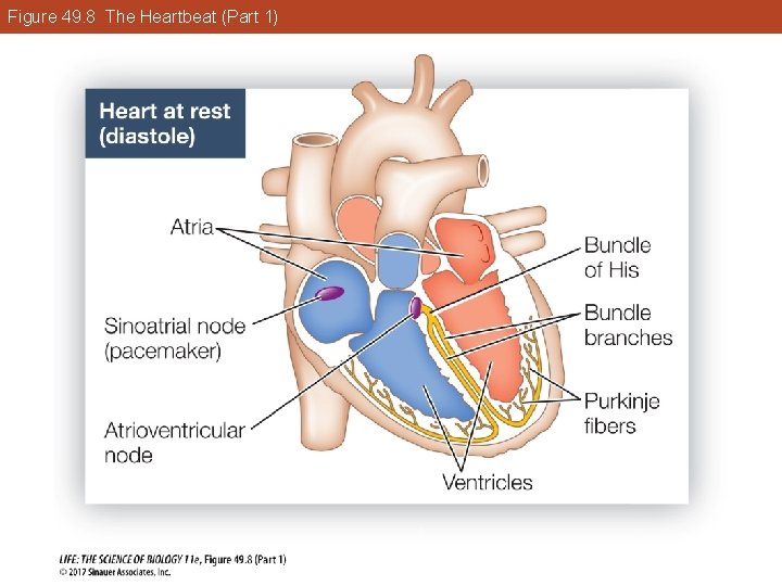 Figure 49. 8 The Heartbeat (Part 1) 