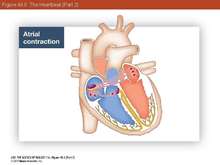 Figure 49. 8 The Heartbeat (Part 2) 