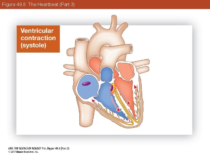 Figure 49. 8 The Heartbeat (Part 3) 