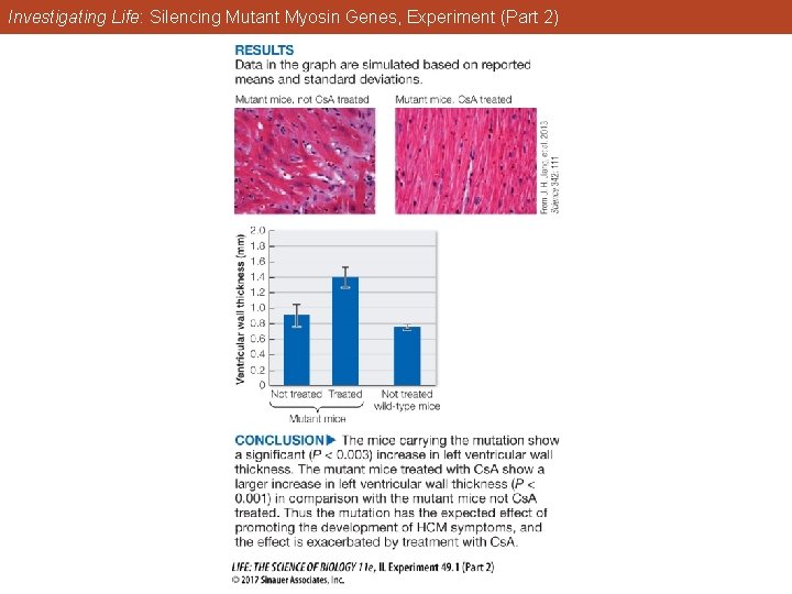 Investigating Life: Silencing Mutant Myosin Genes, Experiment (Part 2) 
