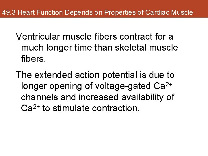 49. 3 Heart Function Depends on Properties of Cardiac Muscle Ventricular muscle fibers contract