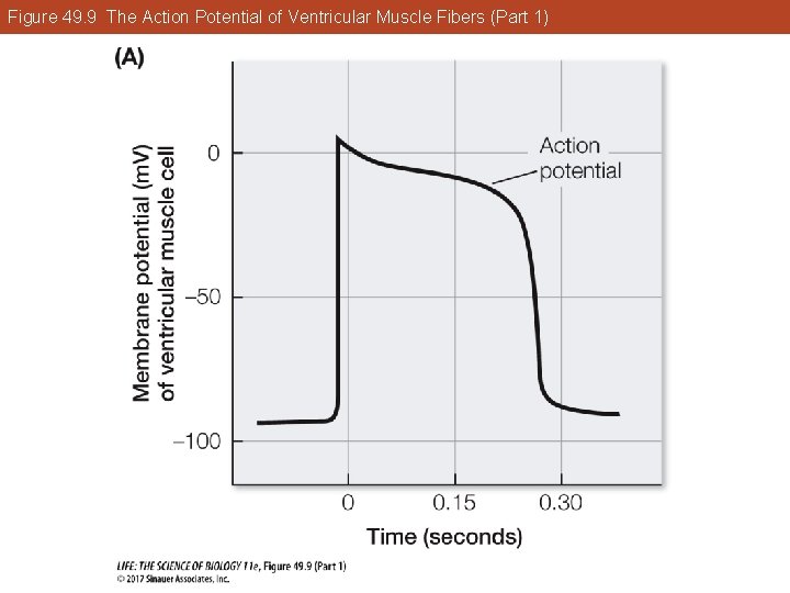 Figure 49. 9 The Action Potential of Ventricular Muscle Fibers (Part 1) 