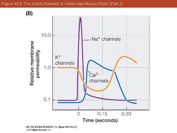 Figure 49. 9 The Action Potential of Ventricular Muscle Fibers (Part 2) 