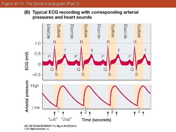 Figure 49. 10 The Electrocardiogram (Part 2) 