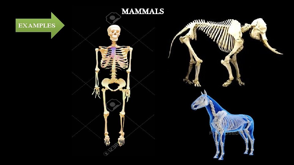 MAMMALS EXAMPLES 