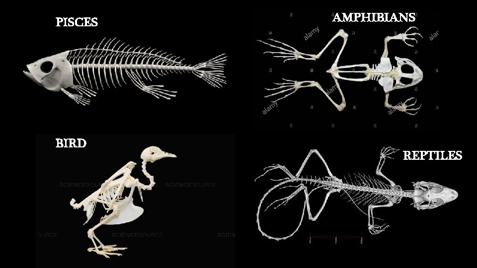 PISCES BIRD AMPHIBIANS REPTILES 