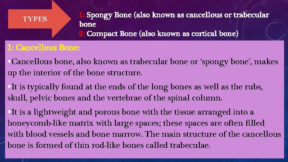 TYPES 1: Spongy Bone (also known as cancellous or trabecular bone 2: Compact Bone