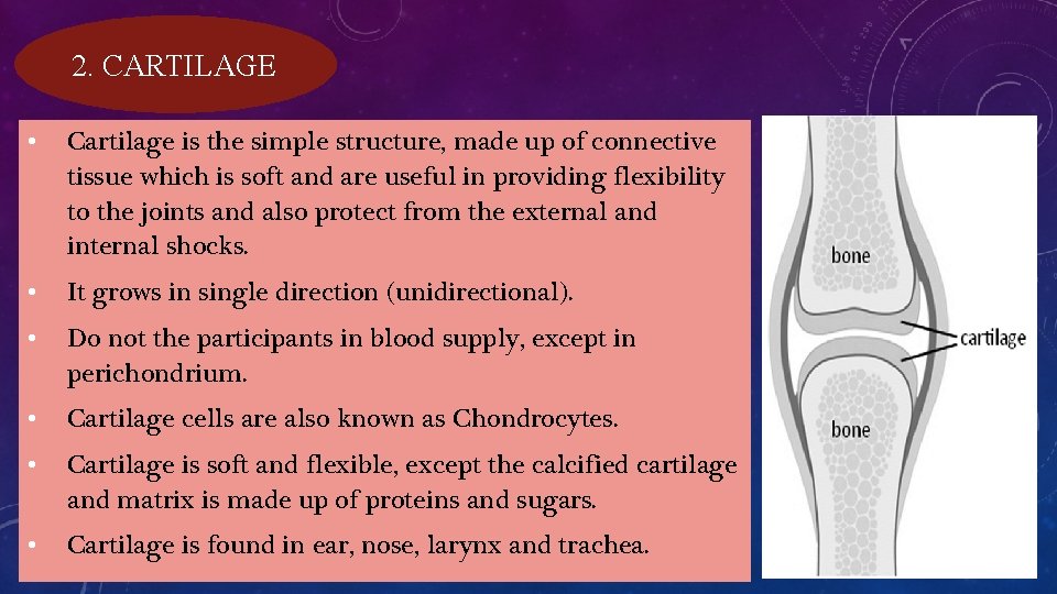 2. CARTILAGE • Cartilage is the simple structure, made up of connective tissue which