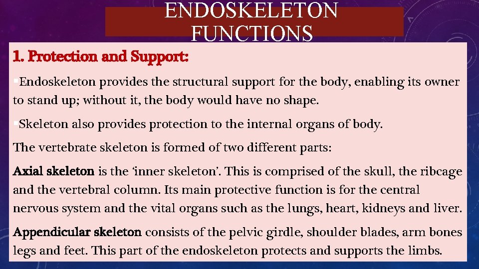 ENDOSKELETON FUNCTIONS 1. Protection and Support: §Endoskeleton provides the structural support for the body,