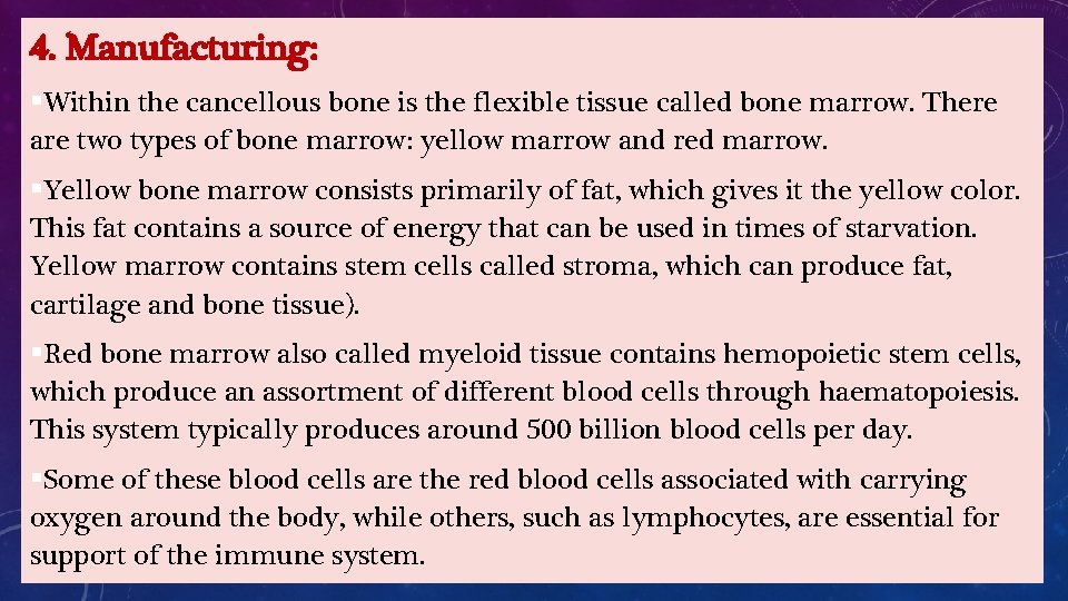4. Manufacturing: §Within the cancellous bone is the flexible tissue called bone marrow. There