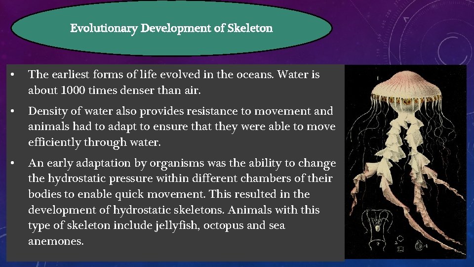 Evolutionary Development of Skeleton • The earliest forms of life evolved in the oceans.